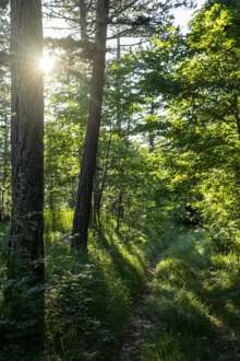 floresta